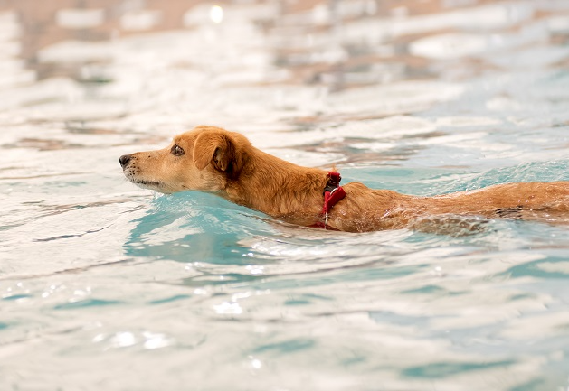 Capa de proteção em piscina pode ser extremamente perigosa para seu cachorro: Manu Karsten explica