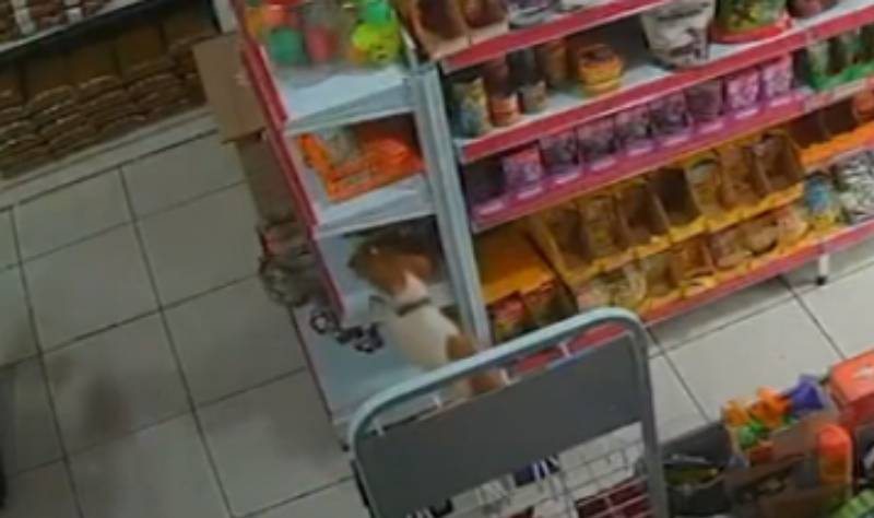 Cachorrinho é flagrado furtando pet shop; assista 