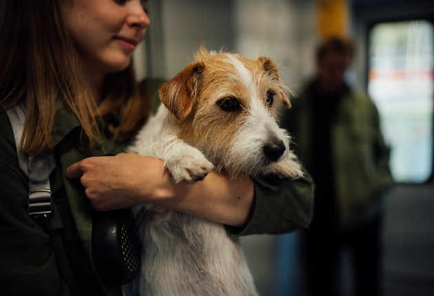 Pode viajar com cachorro em ônibus? Manu Karsten responde Unsplash