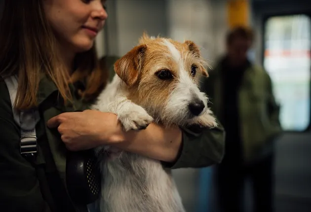 Pode viajar com cachorro em ônibus? Manu Karsten responde