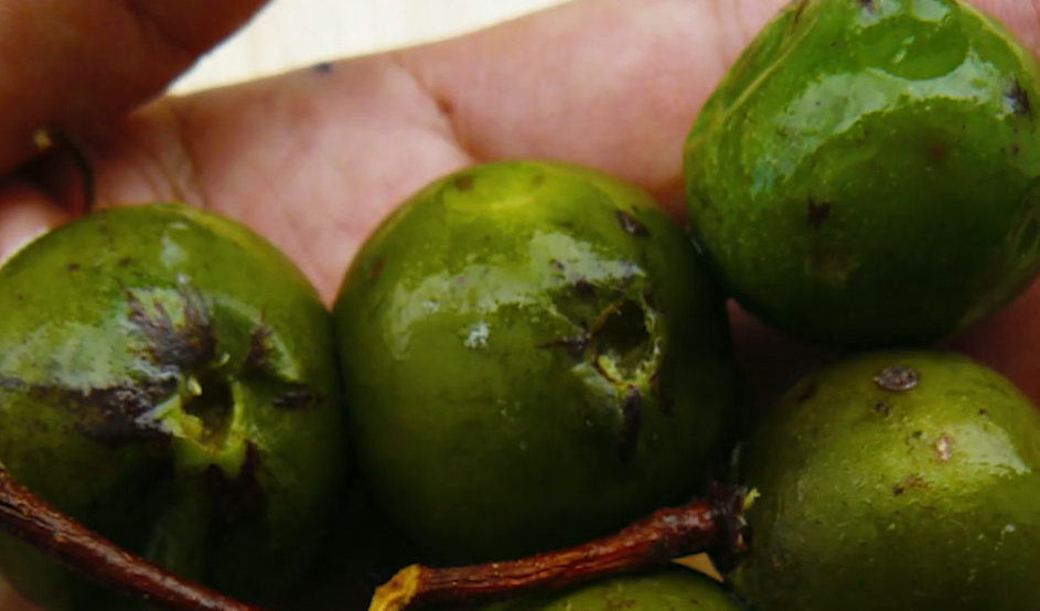 Meninos que ficaram 26 dias em mata se alimentaram de fruta típica da Amazônia Reprodução