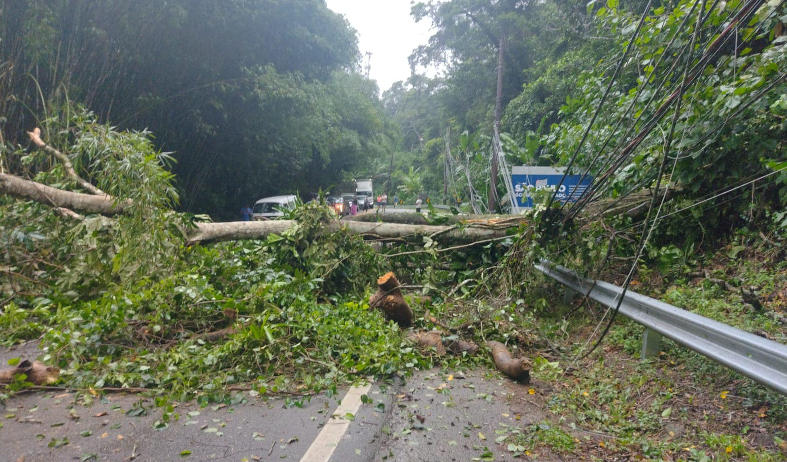 Queda de árvore interdita rodovia Rio Santos, em São Sebastião Divulgação/ Felipe Augusto