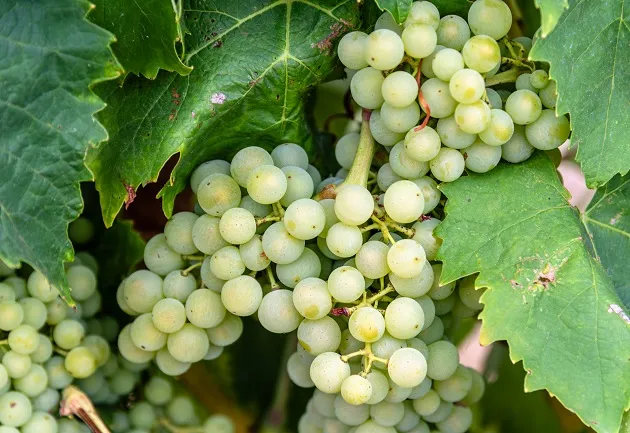 Uva Pinot Blanc origina vinhos com aromas de flores e mel, explica sommelier