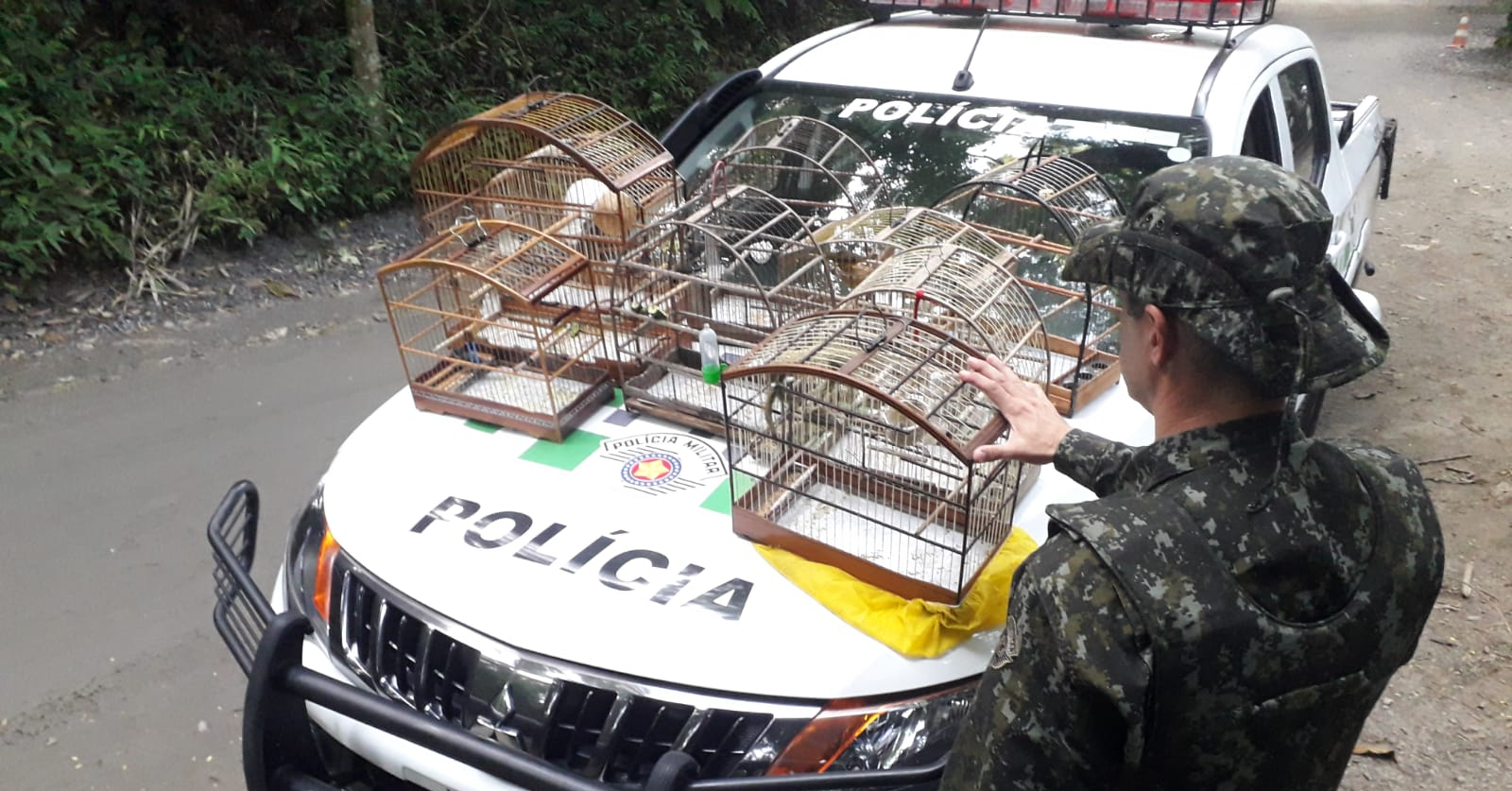 Os pássaros foram soltos no habitat natural e os galos continuaram apreendidos Divulgação/ PM Ambiental