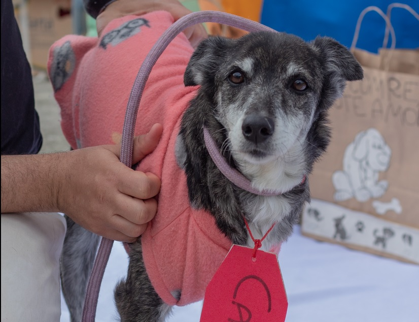 ONG faz feira de adoção de animais idosos e deficientes em Taubaté Divulgação/ONG Chico Pata