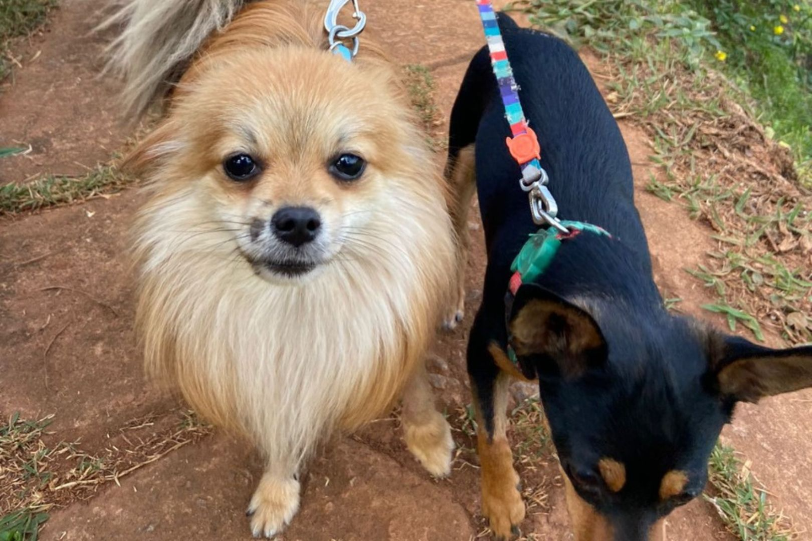 Cerca de 40 cães morreram após ingerirem petiscos supostamente contaminados Arquivo pessoal