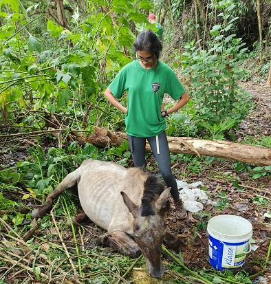 Centro de Zoonose de Taubaté resgatam cavalo em situação de maus-tratos Divulgação/ CCZ