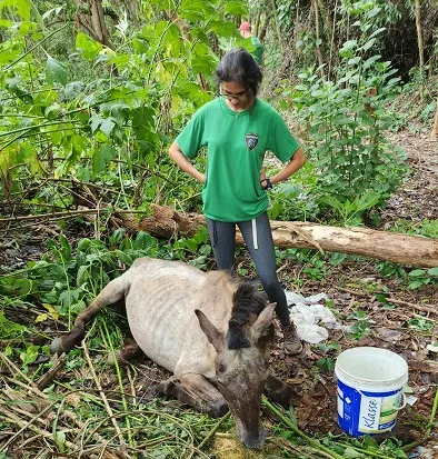 Cavalo é resgatado em situação de maus tratos, em Caraguatatuba