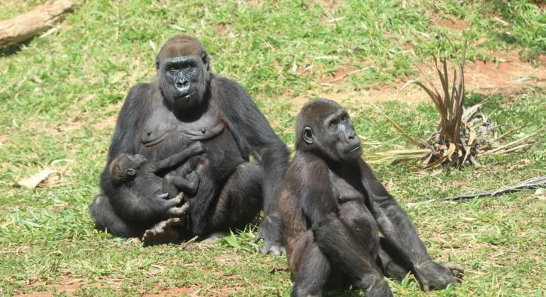 Sawidi Zoo de BH