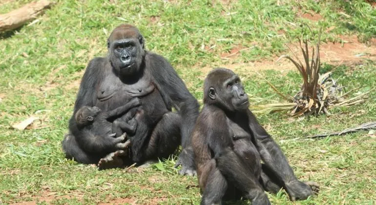 Zoo de BH: Filhote mais velho de gorila completa 8 anos