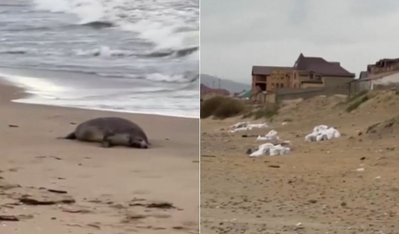 Cerca de 2.500 focas são encontradas mortas em praia da Rússia Reprodução