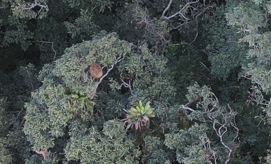 O voo foi feito sobre a área de floresta com relatos de ocorrência da espécie