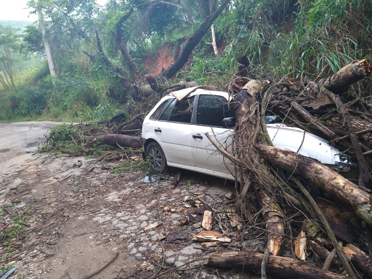 Árvore caiu sobre o carro Foto/Roberto Torrecilhas 