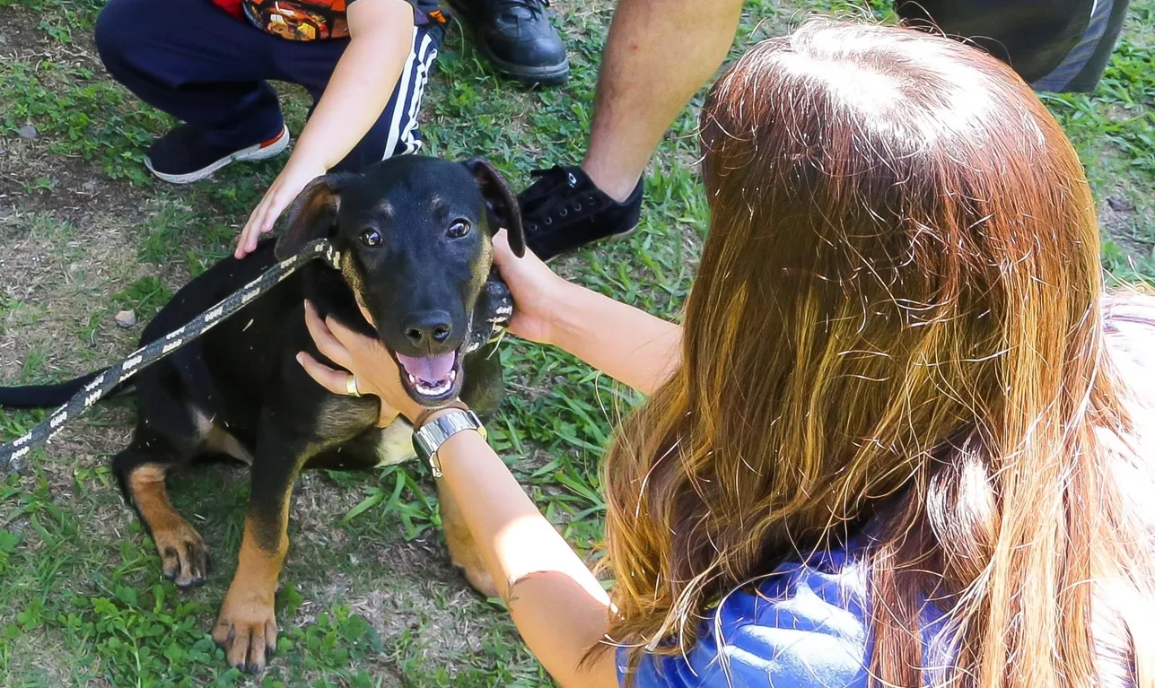 São José dos Campos realiza primeira feira de adoção de cães e gatos do ano