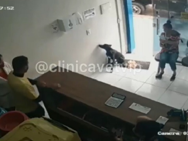 Vídeo mostra cão machucado entrando sozinho em clínica veterinária no CE Reprodução