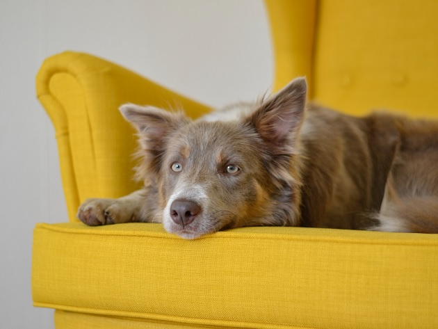 Se o seu cachorro tiver convulsão, procure imediatamente um veterinário Unsplash/Reprodução