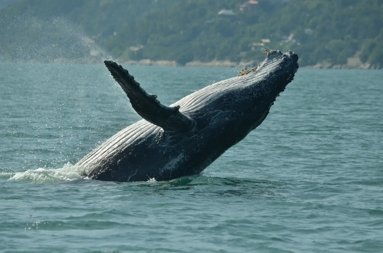 Primeira baleia-jubarte de 2022 é avistada em Ilhabela