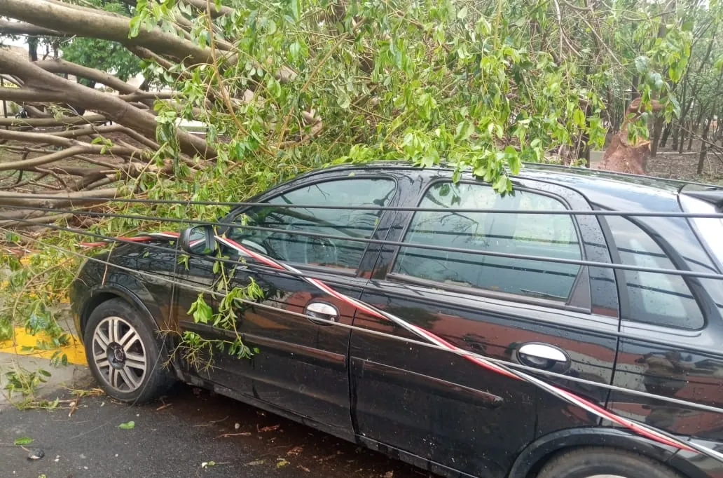 Em alguns bairros árvores caíram sobre os carros