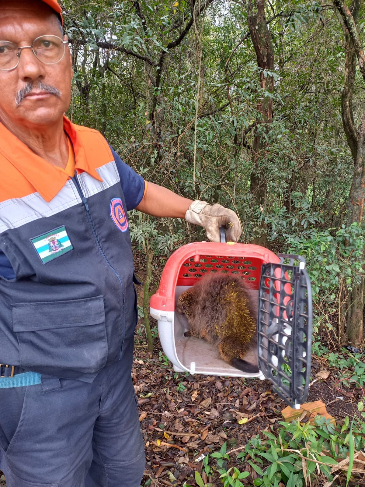 Ao avistar o animal, o morador entrou em contato rapidamente com a Defesa Civil. Reprodução