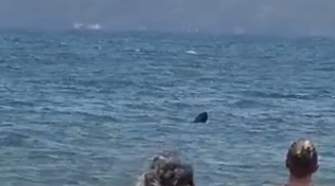 Tubarão é visto na praia do Ubatumirim, em Ubatuba