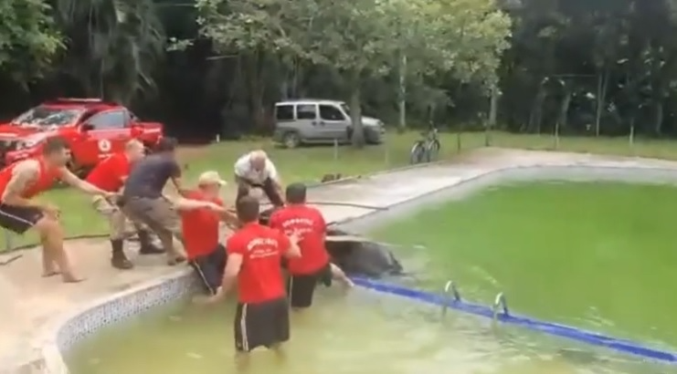 Imagens do salvamento foram compartilhadas nas redes sociais Reprodução