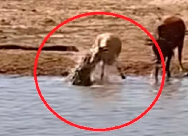 Vídeo flagra crocodilo arrastando boi para dentro de um rio em ataque fatal; veja