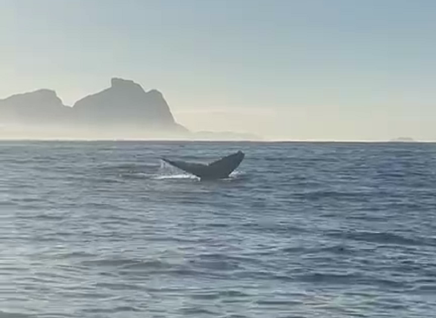 Baleia jubarte é vista no mar do Rio de Janeiro nesta terça-feira Reprodução