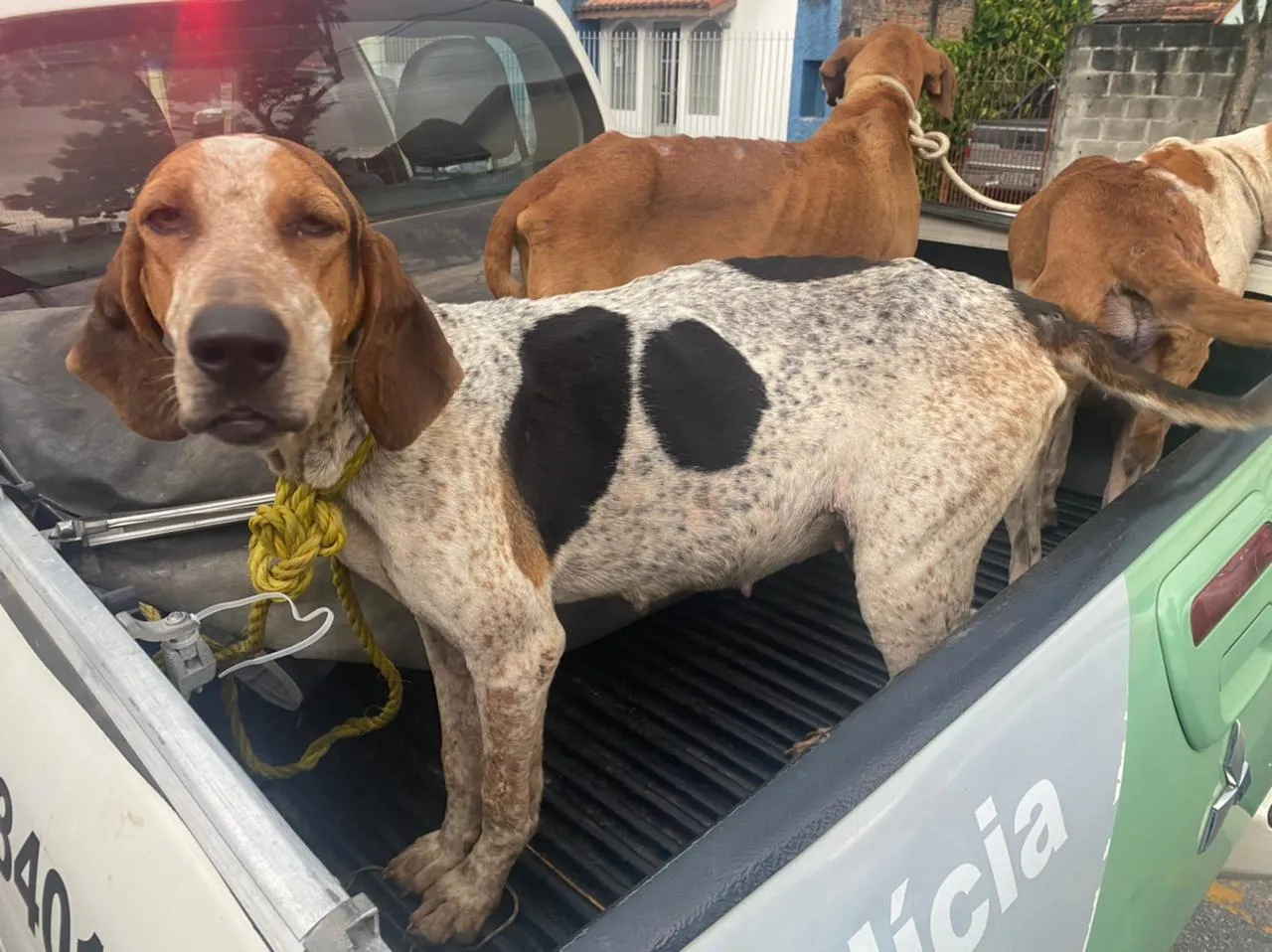 Homem é preso e multado por maus-tratos contra cães, em São José dos Campos
