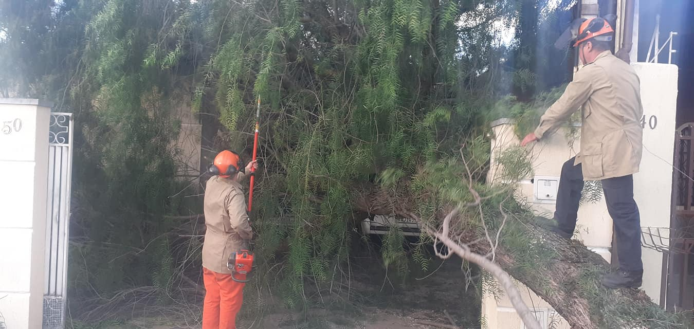 Árvore de grande porte cai sobre casa no bairro Independência, em Taubaté Divulgação/Defesa Civil