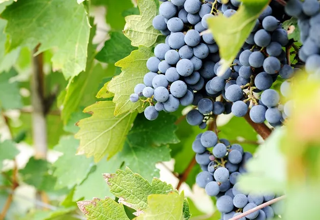 Conheça Ribera del Duero, na Espanha, que produz ótimos vinhos com a Tempranillo