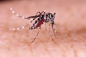  Indicador coloca o município em alerta para Dengue