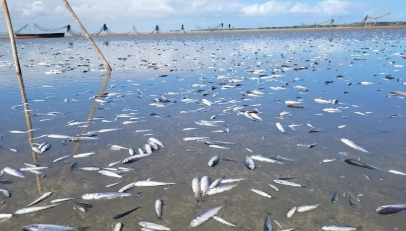 Parque Nacional estima que pelo menos 1,5 tonelada de peixes já tenha sido perdida Foto: Reprodução 