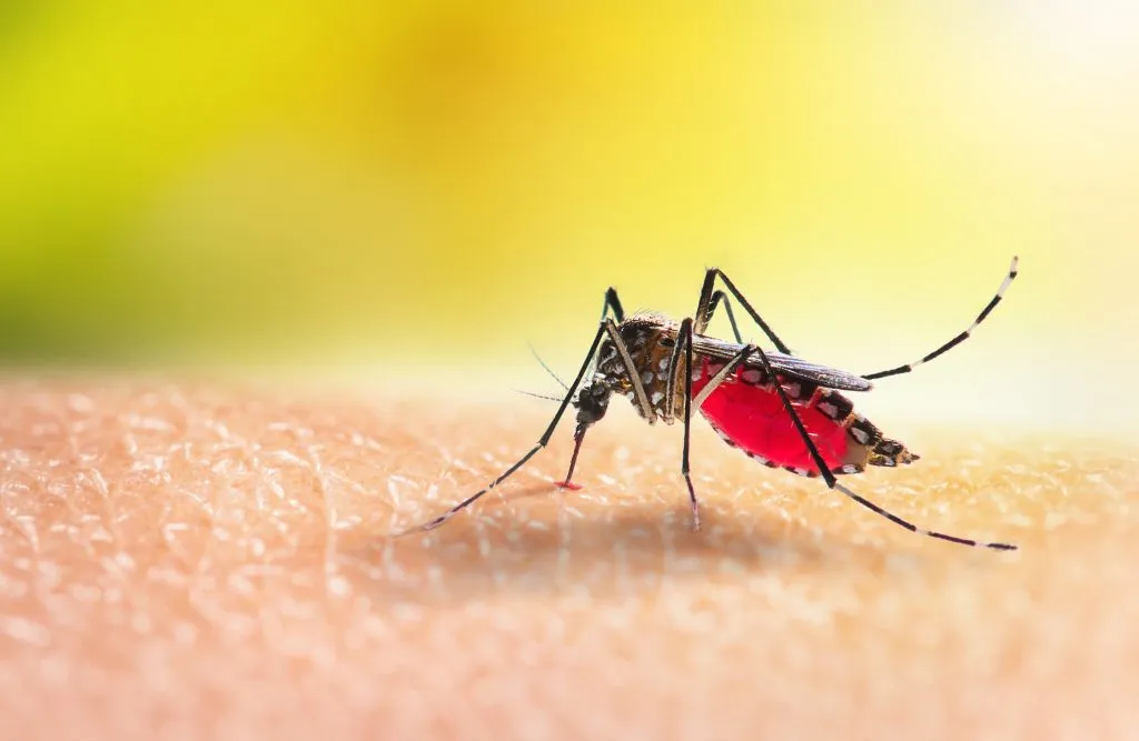 Sete bairros estão em alerta para dengue em Campinas