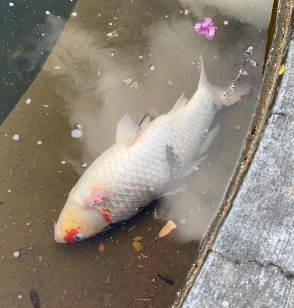 VÍDEO: Morte de peixes em praça de São José dos Campos é desvendada