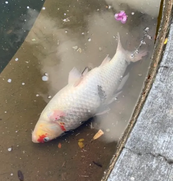 Peixes estavam aparecendo mortos próximo ao lago