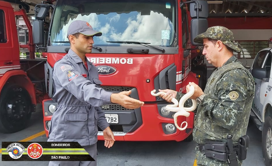 Corpo de Bombeiros realiza captura de cobra no quintal de uma casa em Jacareí Divulgação/ Corpo de Bombeiros