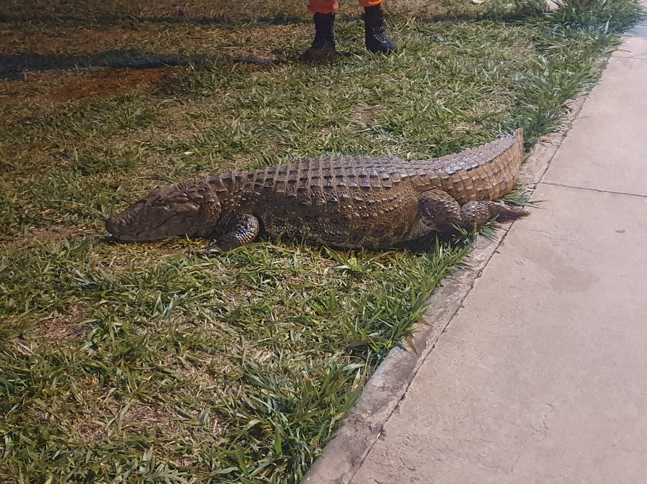 Bombeiros conduziram o animal de volta para a lagoa. Reprodução/Bombeiros