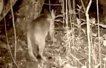 Animal foi flagrado no Parque Estadual de Ilha Grande Divulgação/Lena Geise