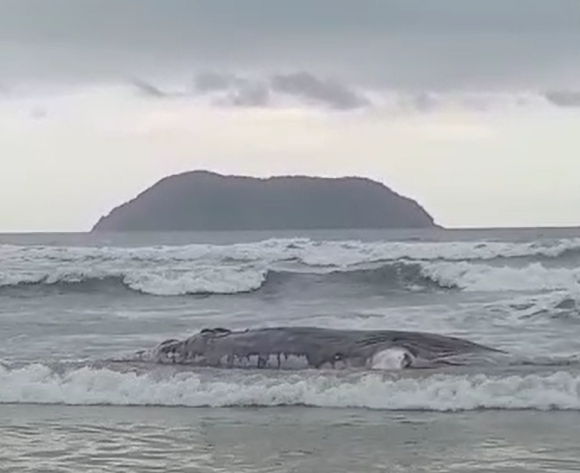 Filhote de baleia de 8 metros é encontrada morte em praia em São Sebastião  Divulgação/ Redes Sociais 