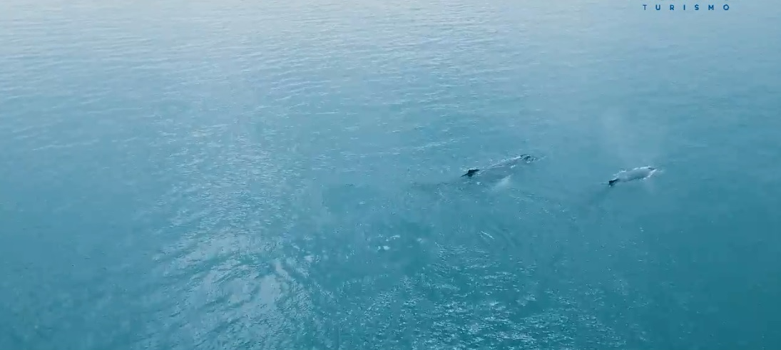 Vídeo mostra passagem de baleias Jubarte pelo canal de São Sebastião