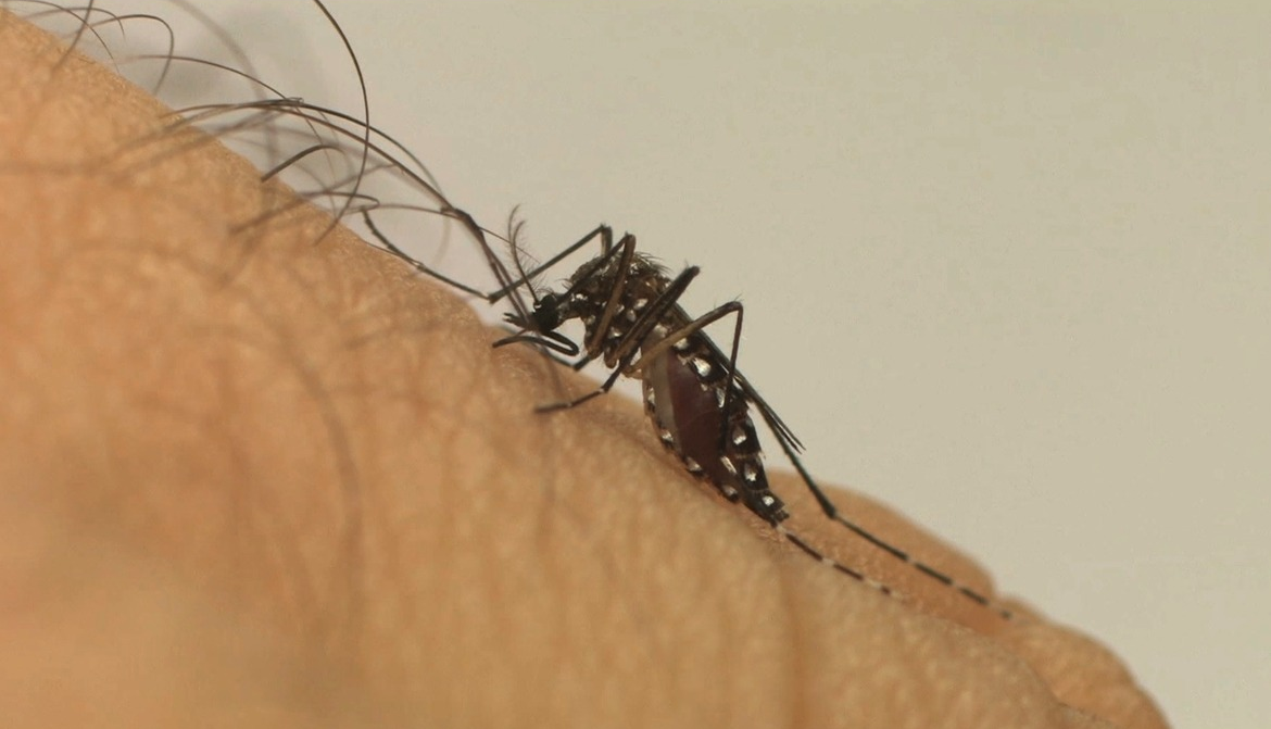 A dengue é uma doença transmitida pela picada do mosquito Aedes Aegypti Divulgação/Fiocruz