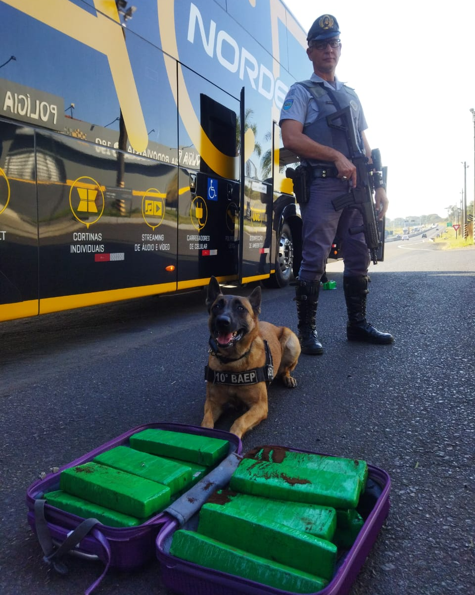 Polícia Rodoviária apreende 17 tabletes de maconha em ônibus rodoviário