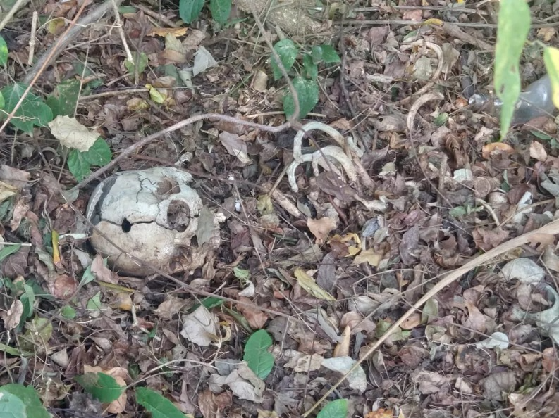 Crânio humano encontrado na fazenda  Divulgação/PM