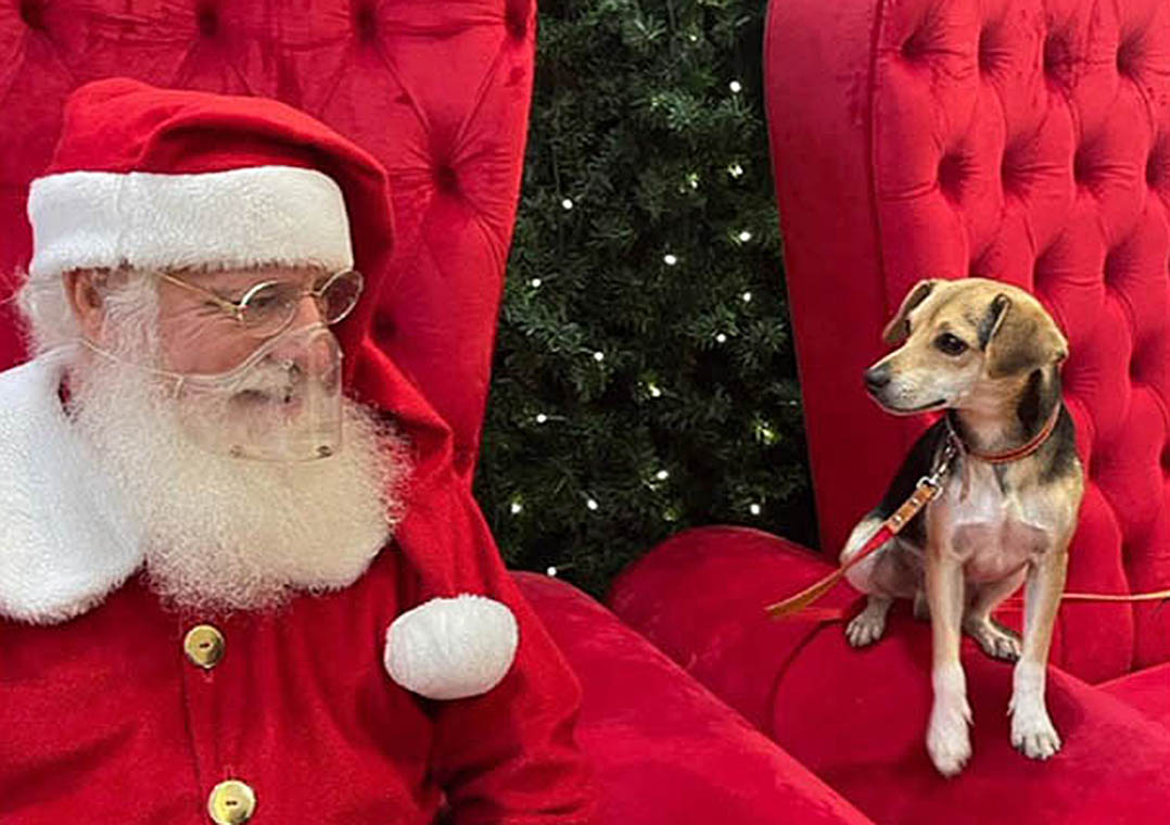 Cachorro pega ônibus sozinho, desce em shopping e tira foto com Papai Noel