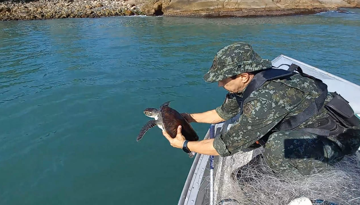 Tartaruga presa em rede de pesca irregular é devolvida ao mar em Ubatuba