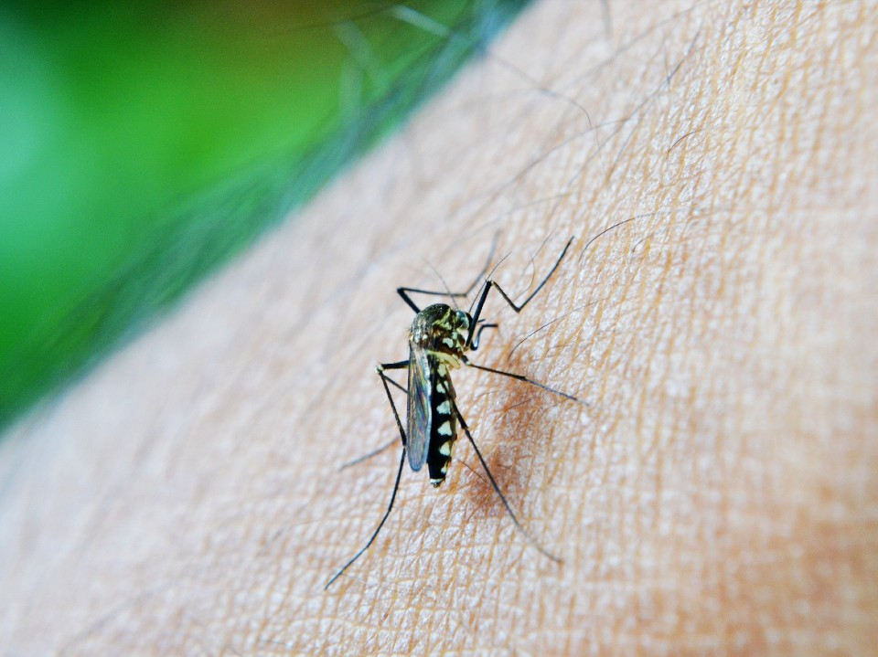 São pelo menos 500 casos suspeitos de dengue por dia na capital do Acre PxHere