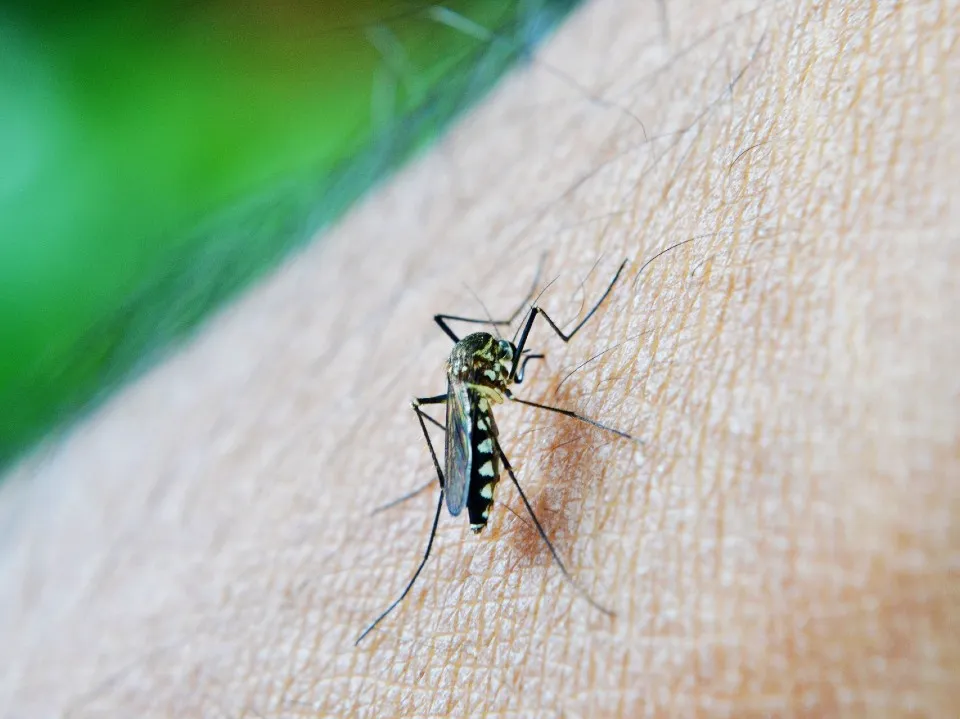 São pelo menos 500 casos suspeitos de dengue por dia na capital do Acre