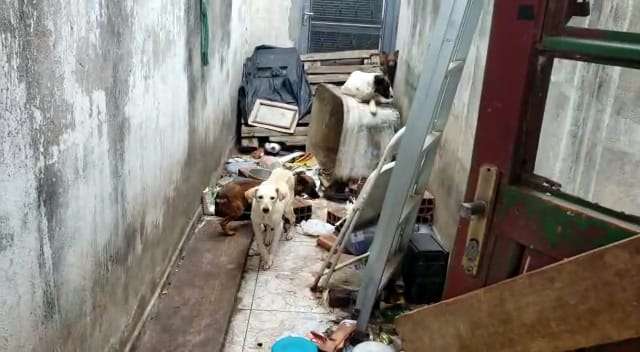 Trinta animais são resgatados em situação de maus-tratos em Boituva 