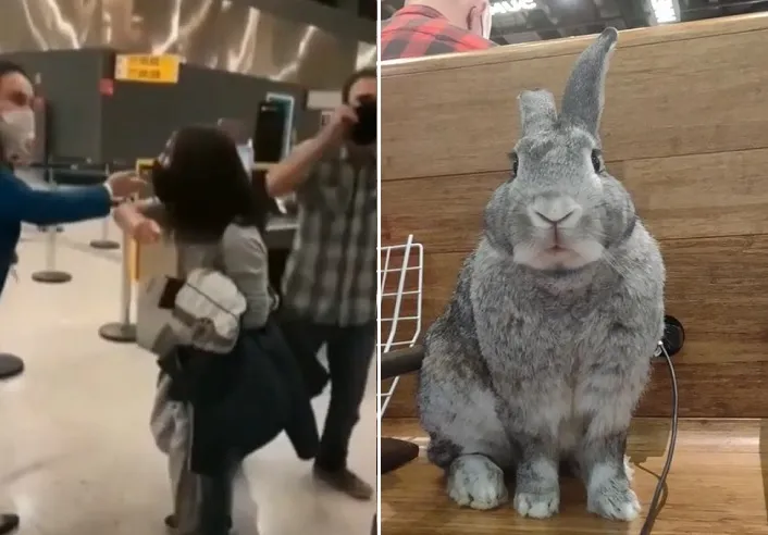 Casal consegue embarcar com coelho após confusão no aeroporto