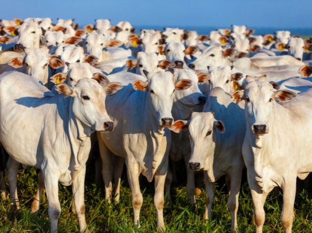 2ª etapa da vacinação contra febre aftosa já começou Fonte: Canva, 2022.